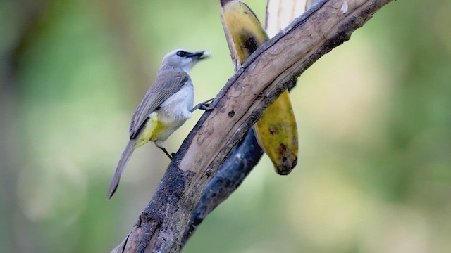 Bali Myna - ML609008702