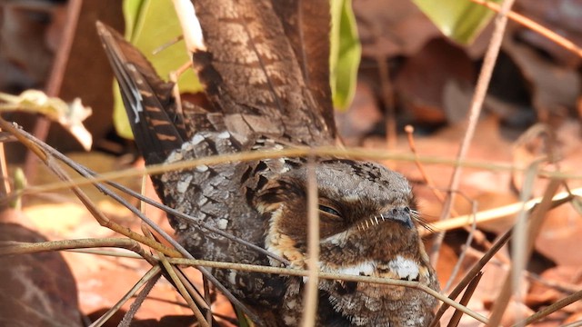 Fiery-necked Nightjar - ML609008732