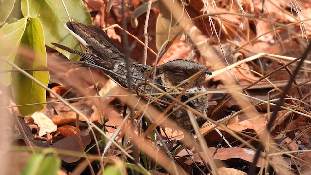 Fiery-necked Nightjar - ML609008733