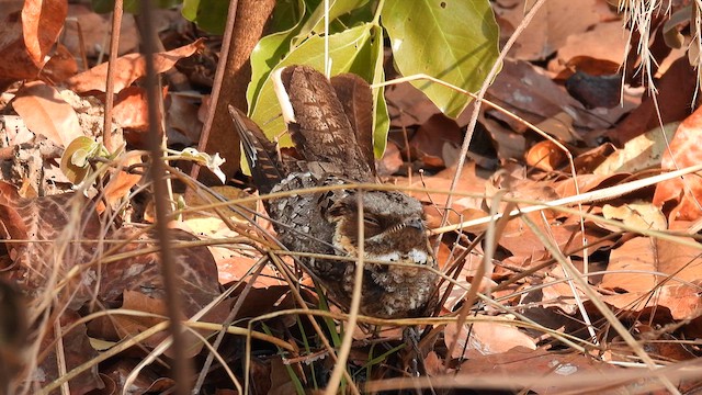 Fiery-necked Nightjar - ML609008734