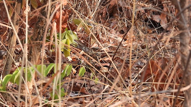 Fiery-necked Nightjar - ML609008738