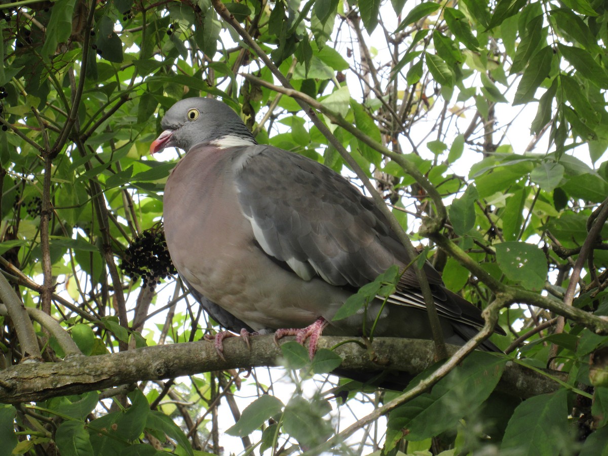 Common Wood-Pigeon - ML609008767