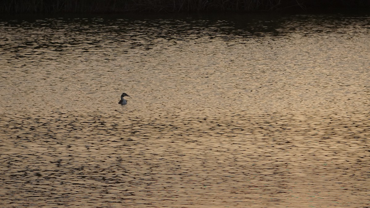 Great Crested Grebe - ML609008781