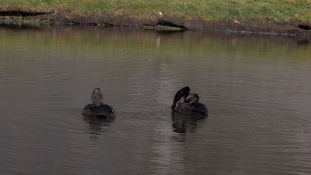 Common Eider - ML609008836