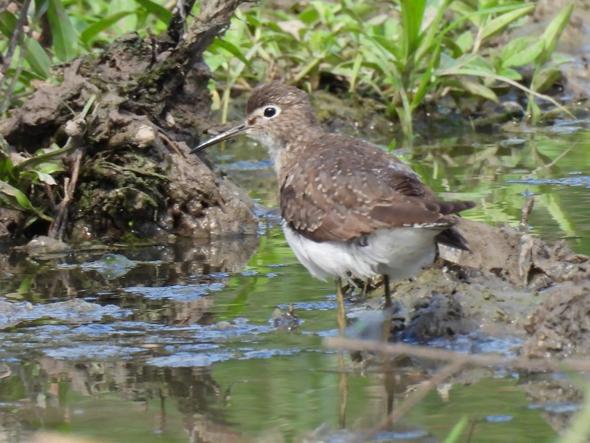 Solitary Sandpiper - ML609008844