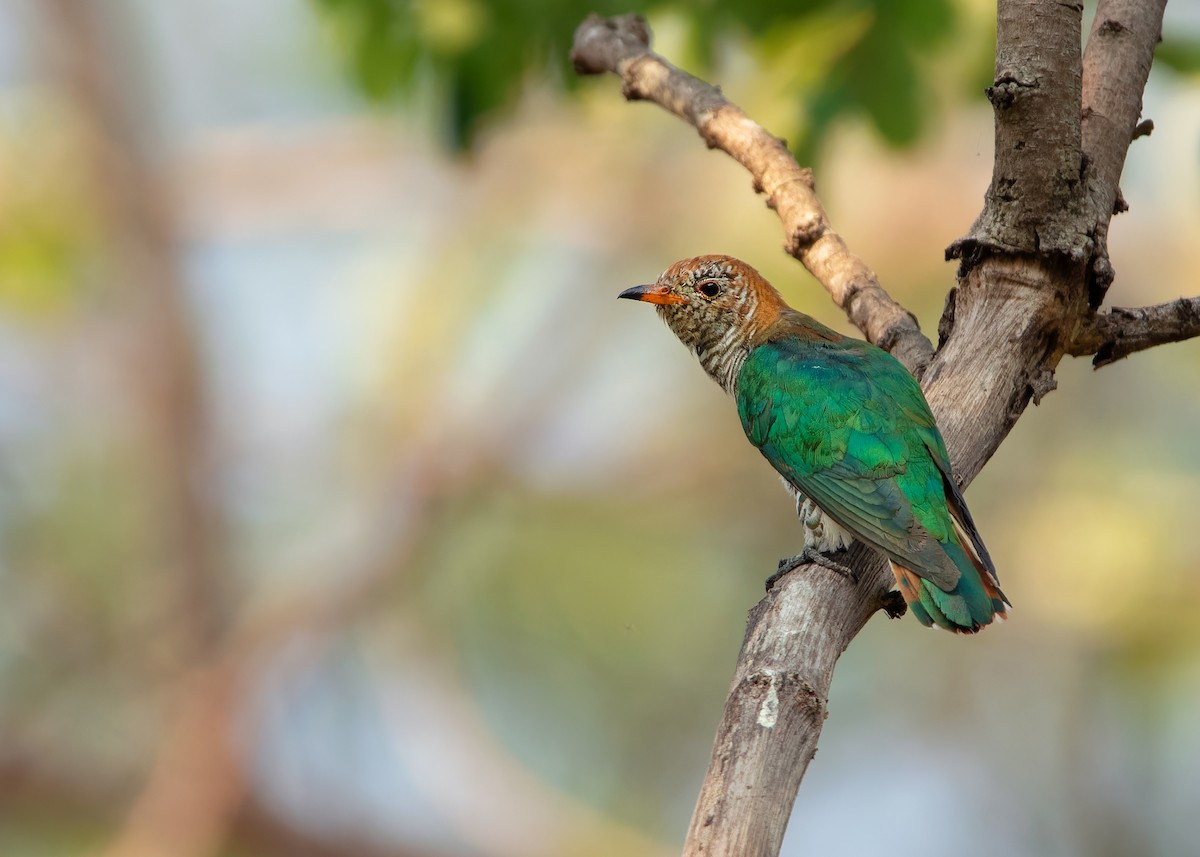 Asian Emerald Cuckoo - Ayuwat Jearwattanakanok