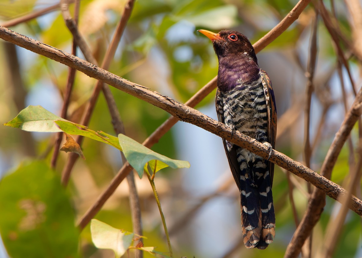 Violet Cuckoo - ML609009020