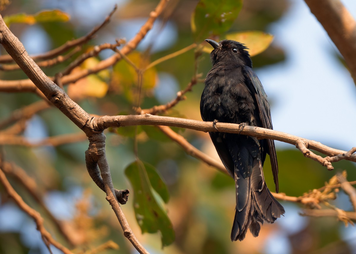 Square-tailed Drongo-Cuckoo - Ayuwat Jearwattanakanok