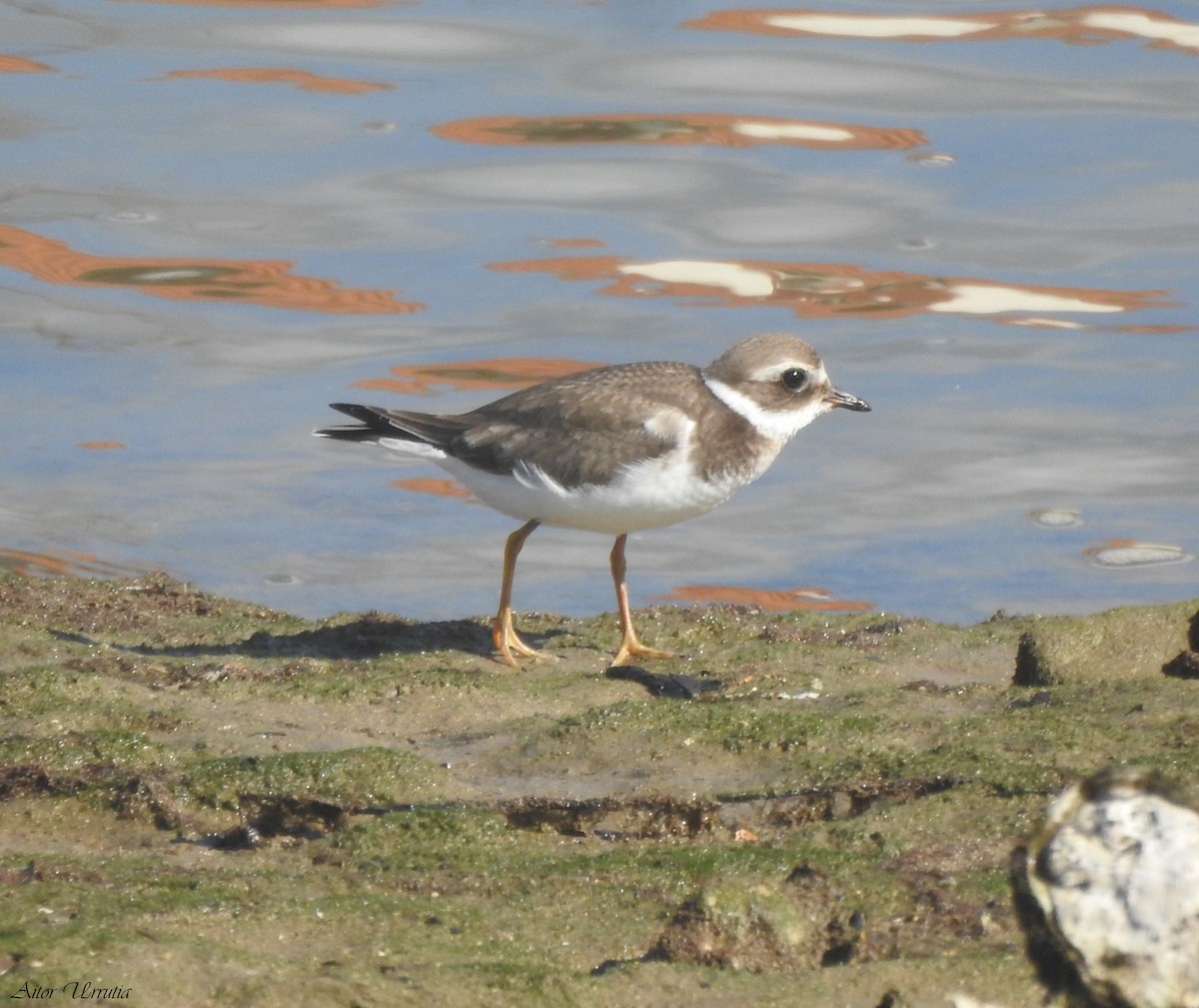 Common Ringed Plover - ML609009106