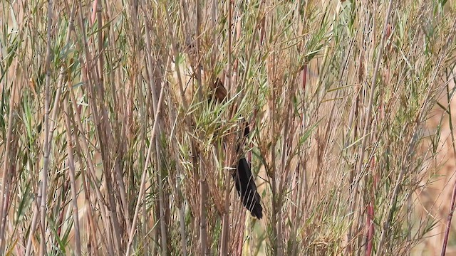 Coppery-tailed Coucal - ML609009109