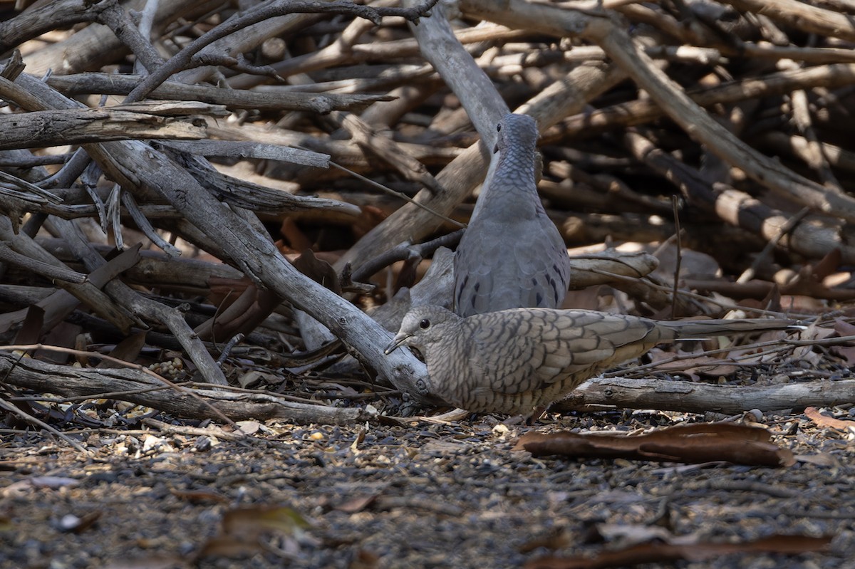 Inca Dove - ML609009135