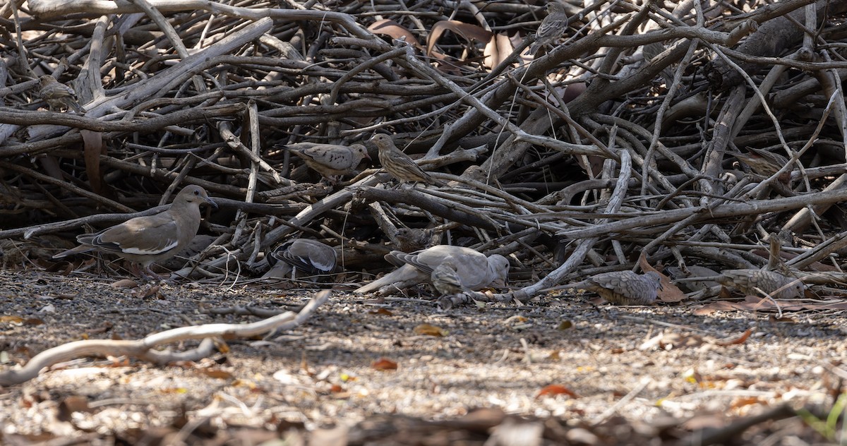 White-winged Dove - ML609009141