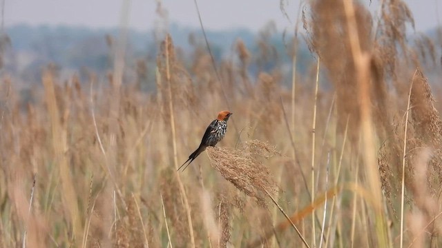 Lesser Striped Swallow - ML609009188