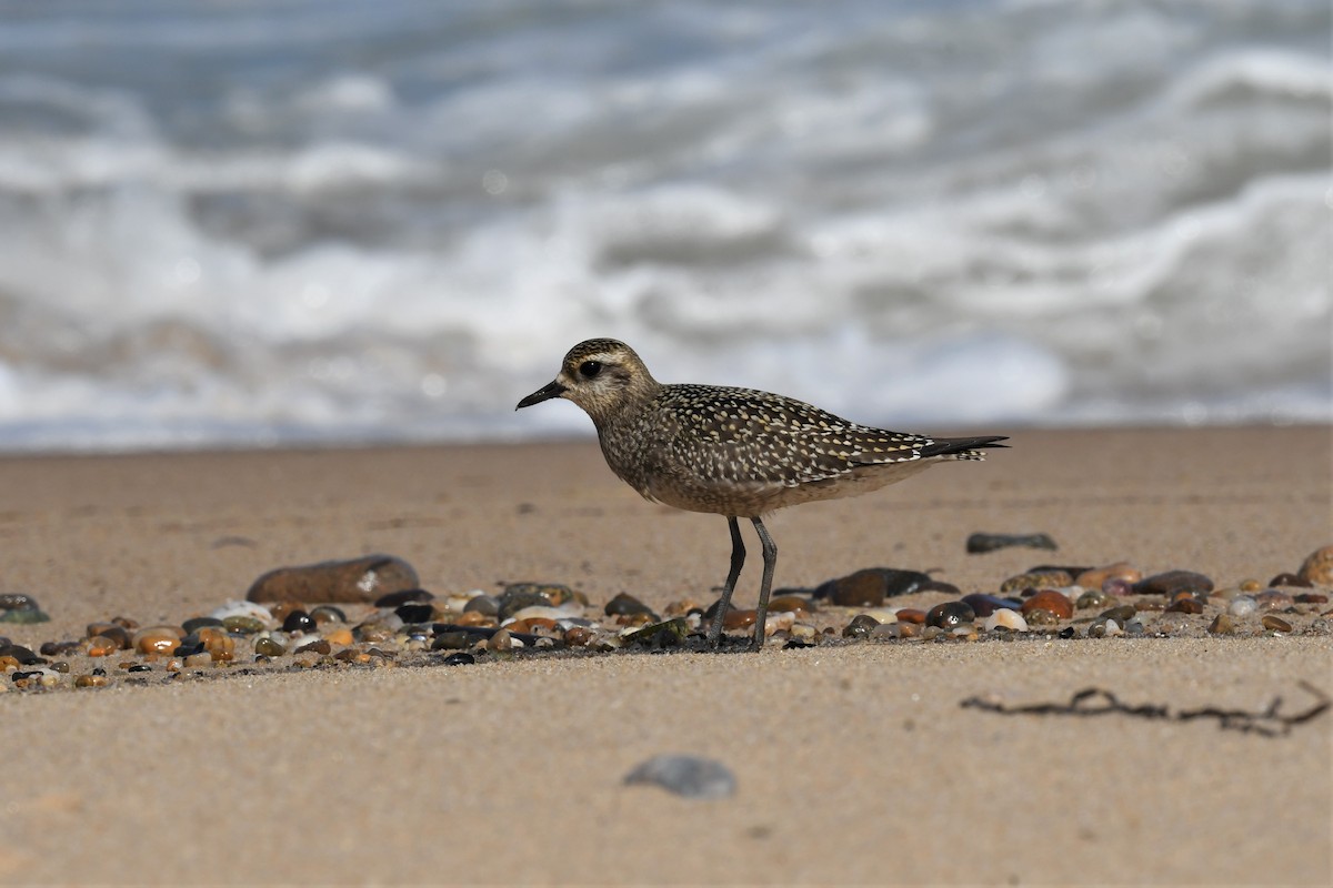 American Golden-Plover - ML609009209