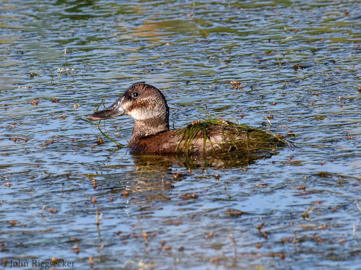 Ruddy Duck - ML60900921