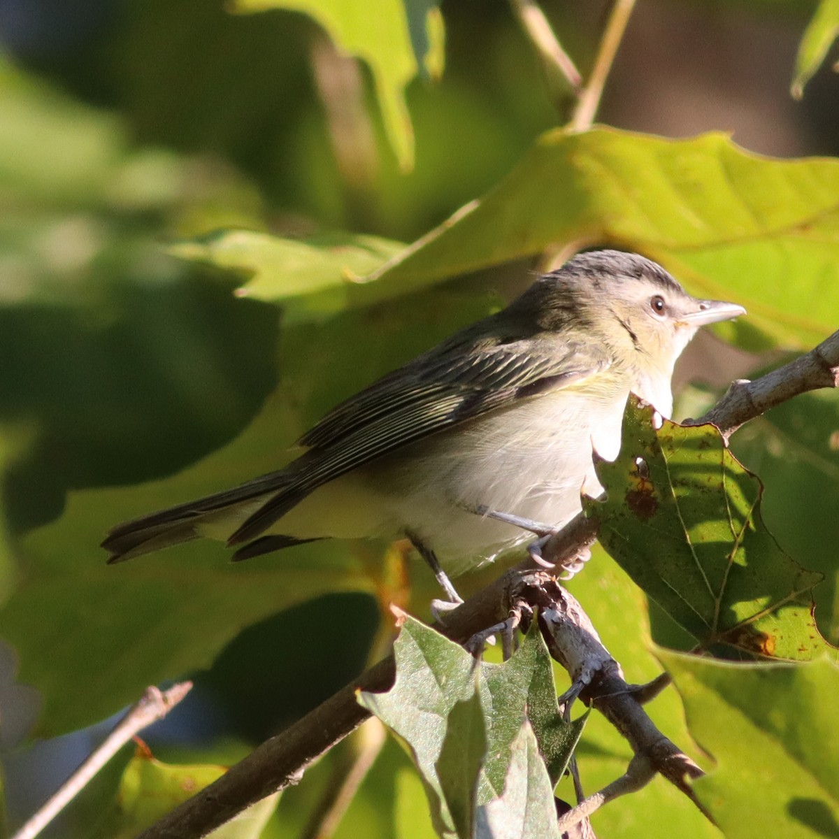 Kızıl Gözlü Vireo - ML609009240