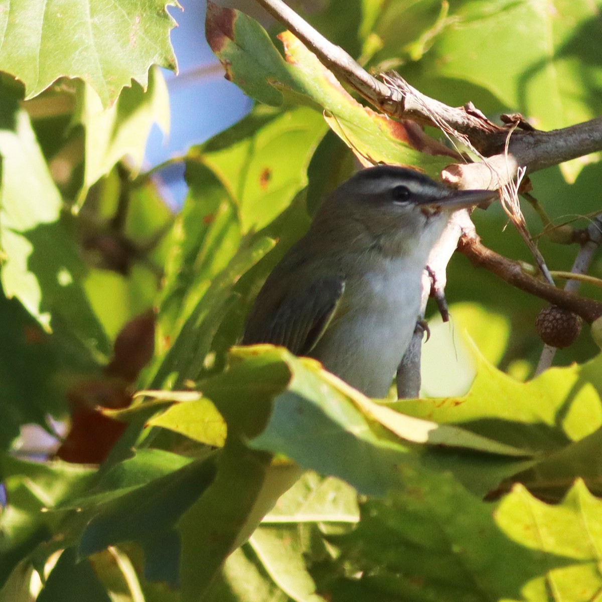 rødøyevireo - ML609009241