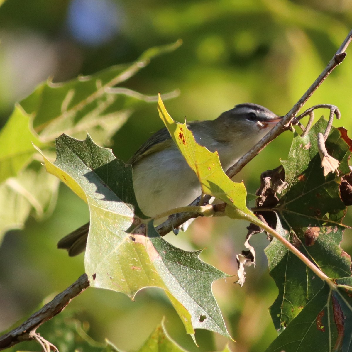 Red-eyed Vireo - Callan Bentley