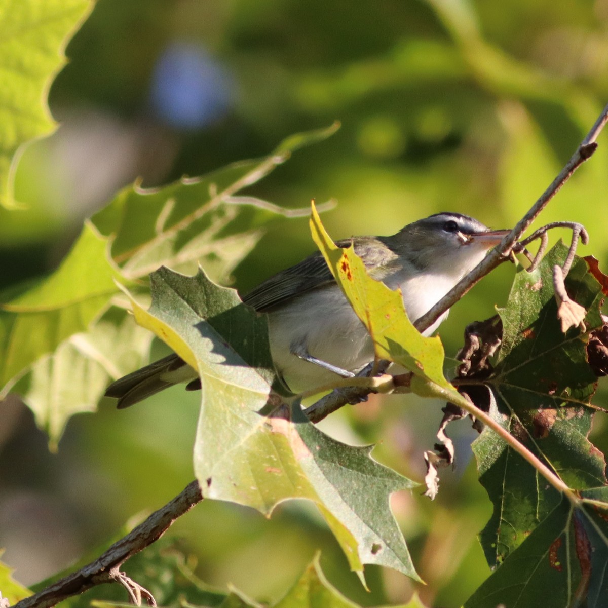 Kızıl Gözlü Vireo - ML609009243