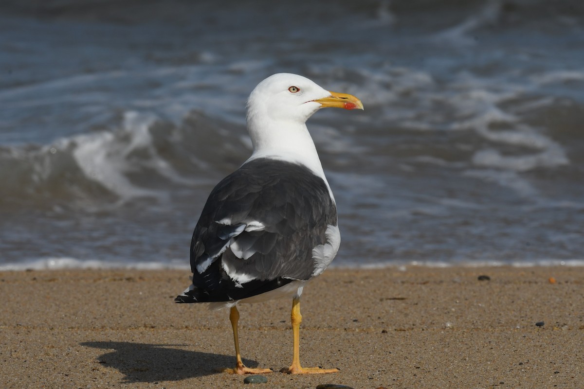 Lesser Black-backed Gull - ML609009290