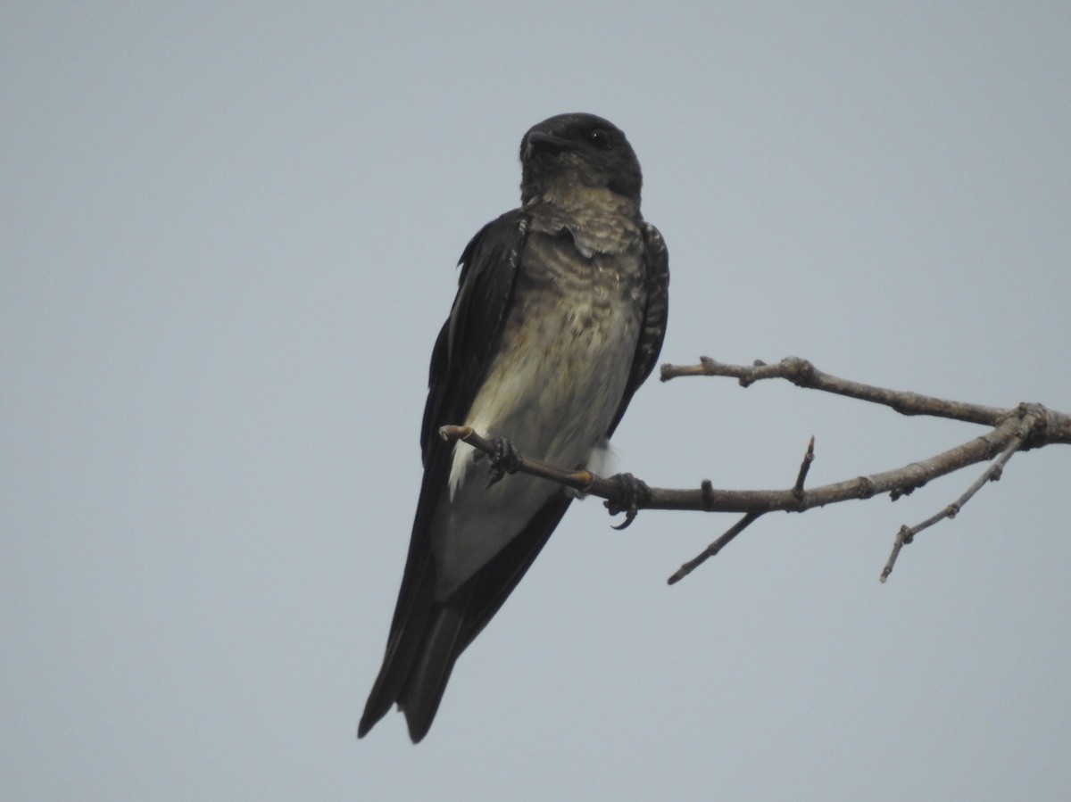 Gray-breasted Martin - ML609009296