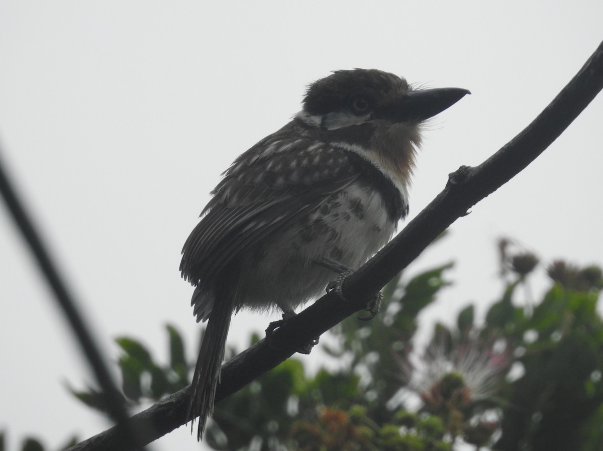 Russet-throated Puffbird - ML609009316