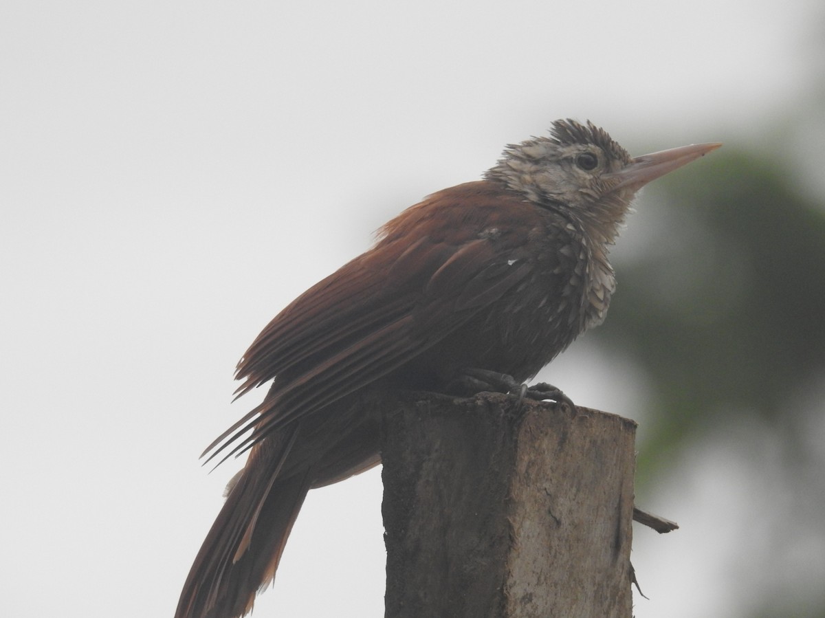 Straight-billed Woodcreeper - ML609009324