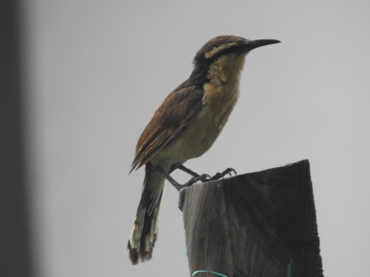 Bicolored Wren - ML609009333