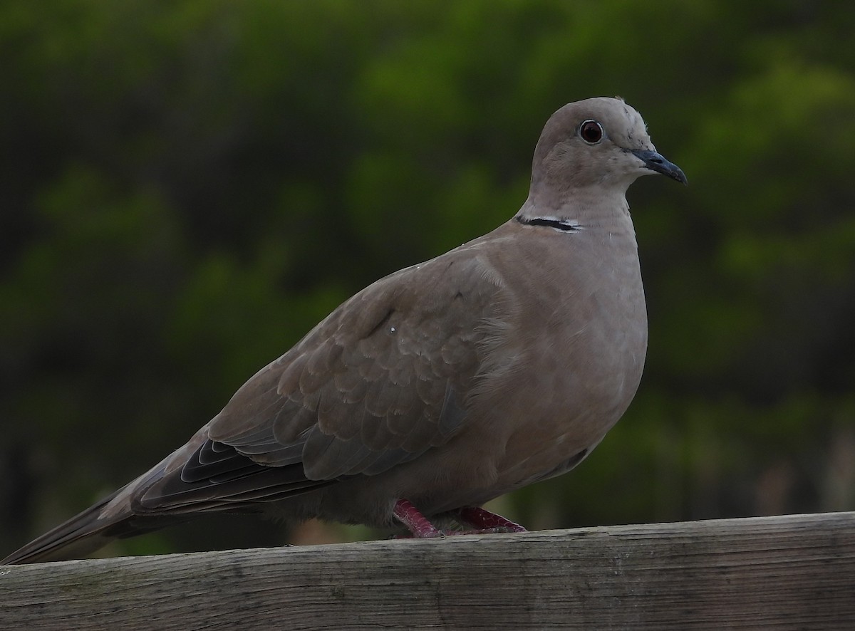 Eurasian Collared-Dove - ML609009341