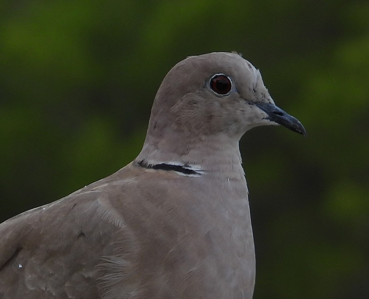 Eurasian Collared-Dove - ML609009353