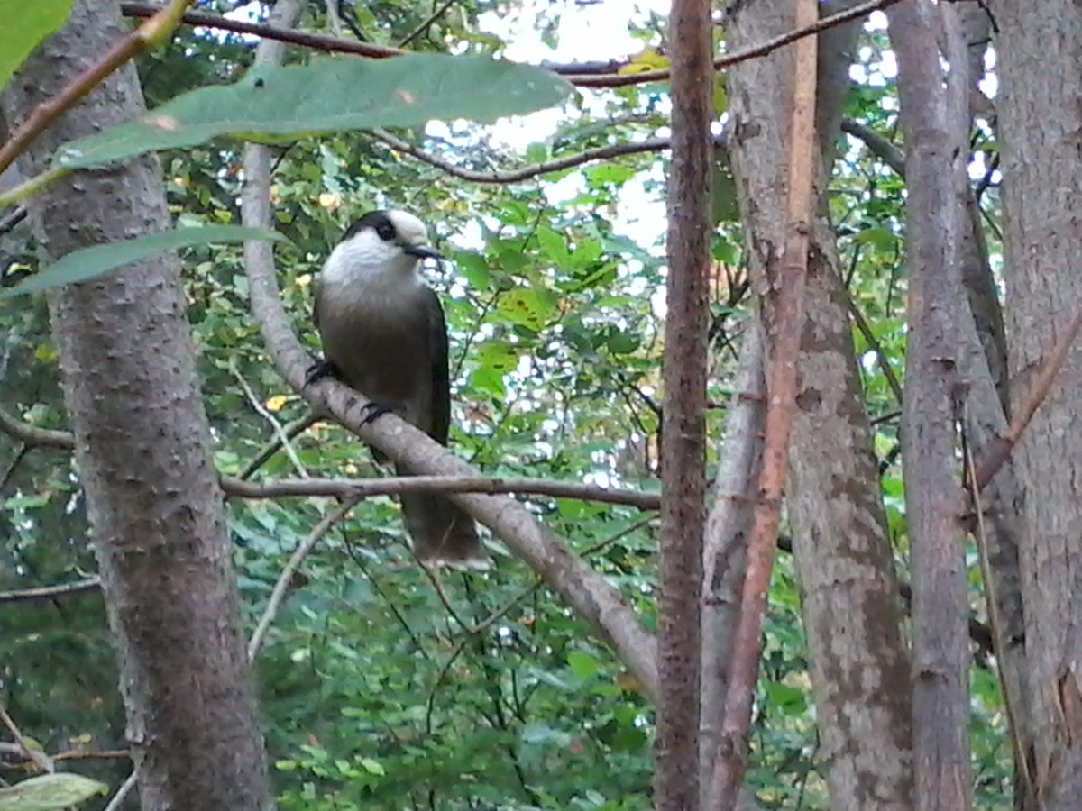 Canada Jay (Boreal) - ML609009435