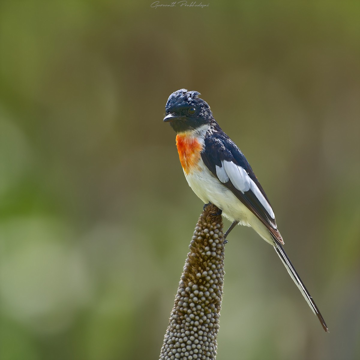 White-bellied Minivet - ML609009448