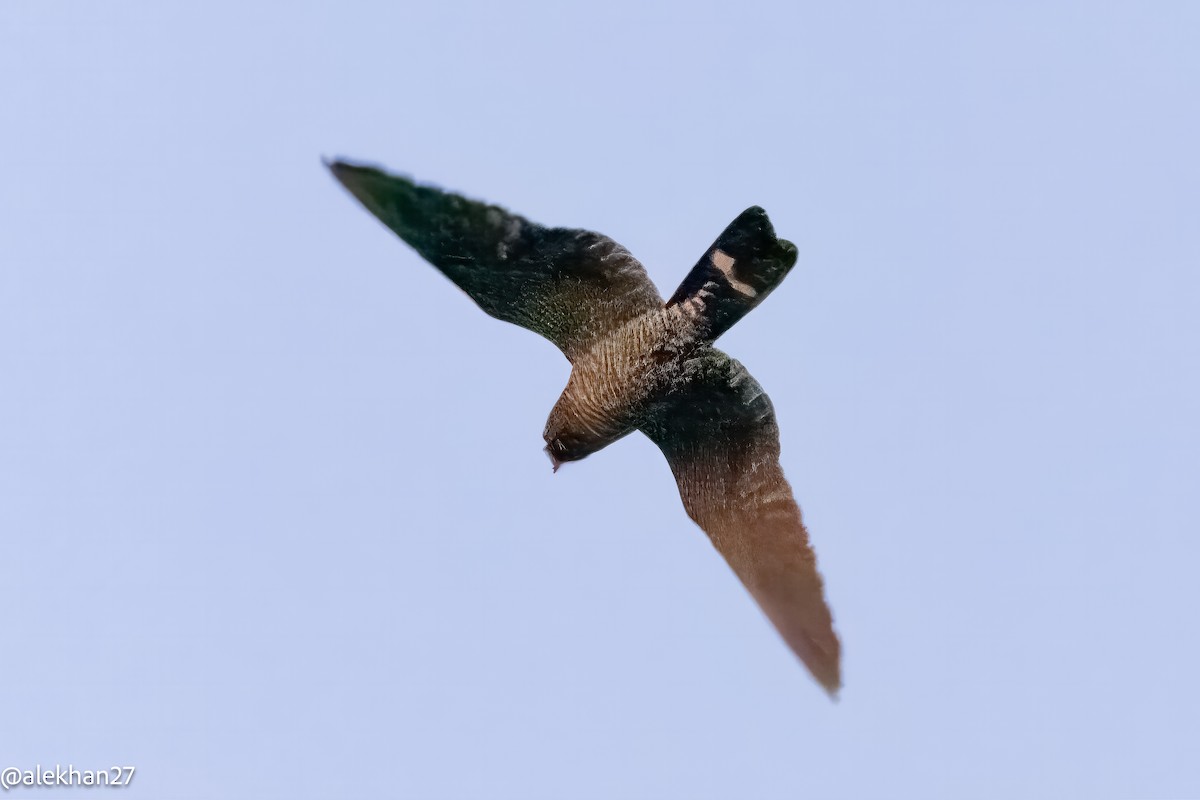 Band-tailed Nighthawk - ML609009938