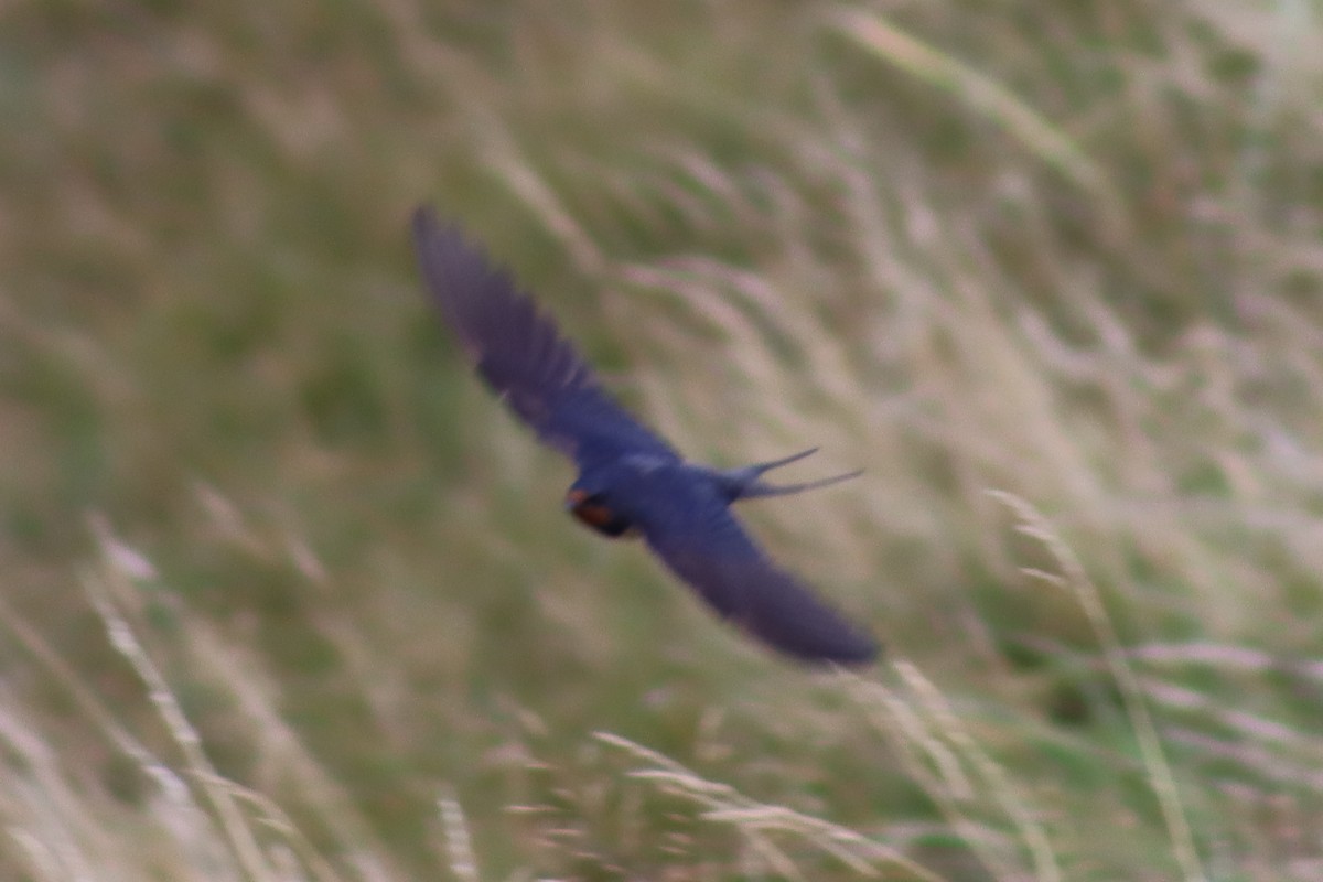 Barn Swallow - ML609009963