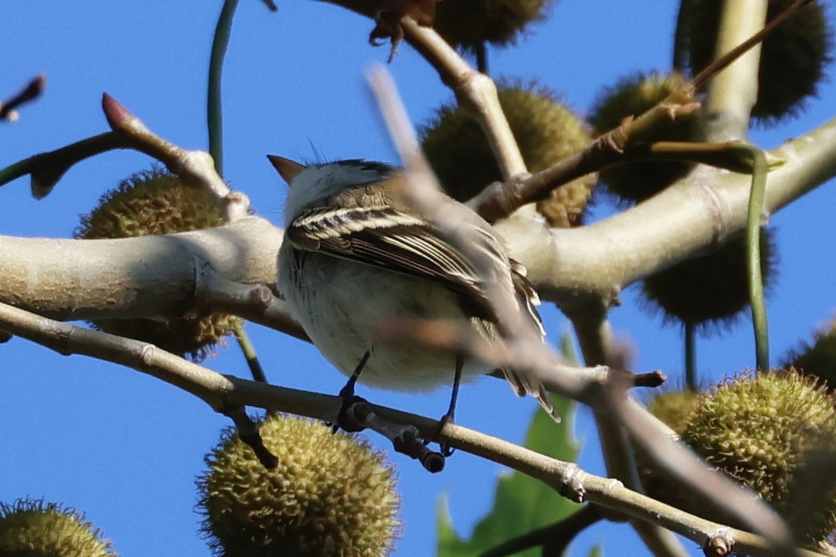 Empidonax sp. - ML609010055