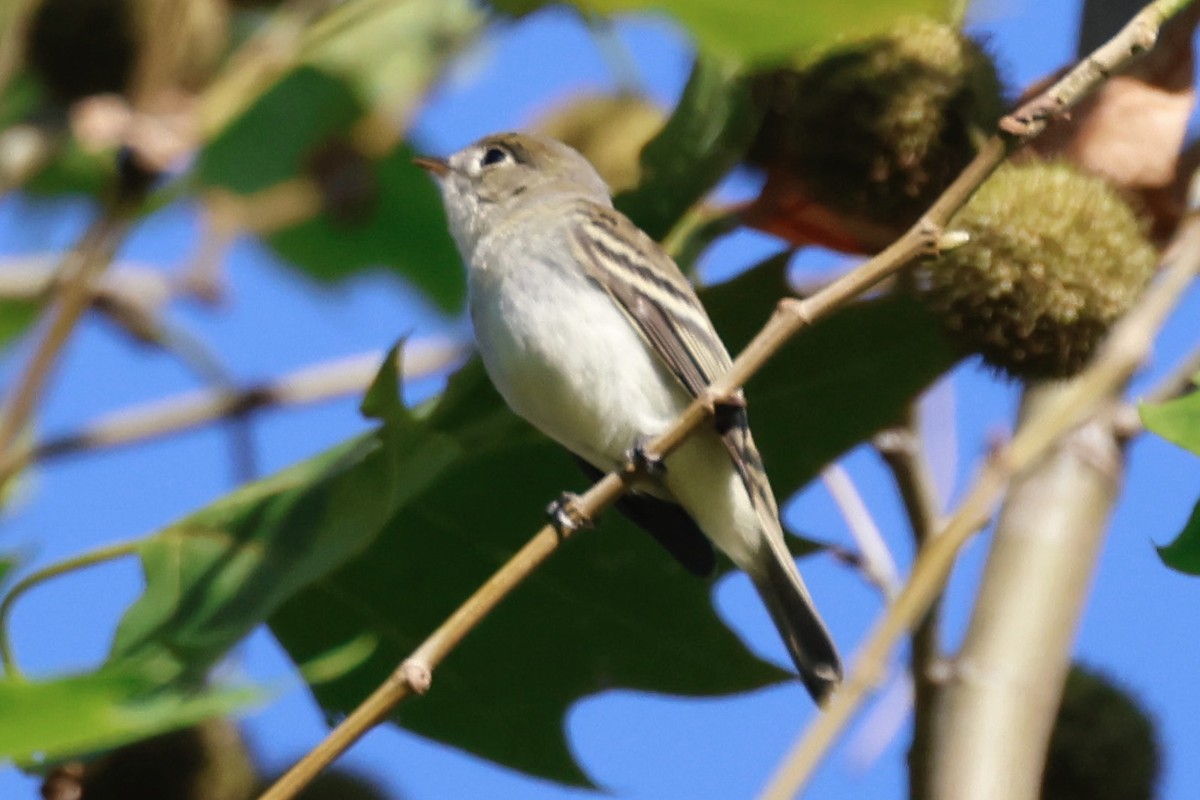 Empidonax sp. - ML609010056