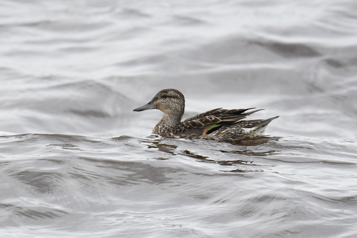 Green-winged Teal - ML609010102