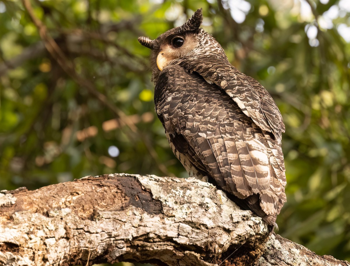 Spot-bellied Eagle-Owl - ML609010106