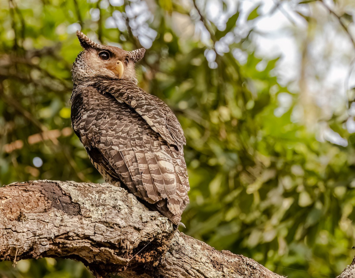 Spot-bellied Eagle-Owl - ML609010107
