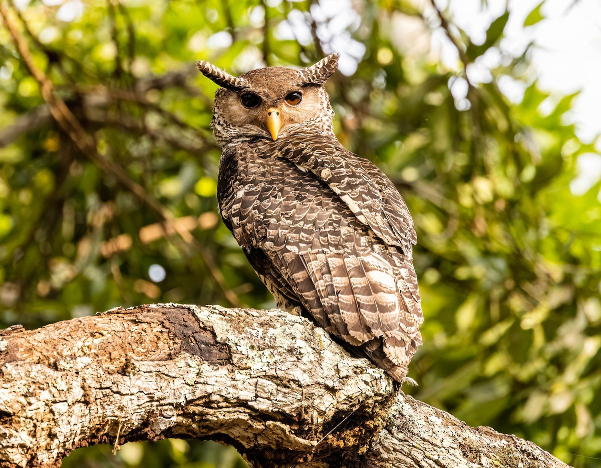 Spot-bellied Eagle-Owl - ML609010108