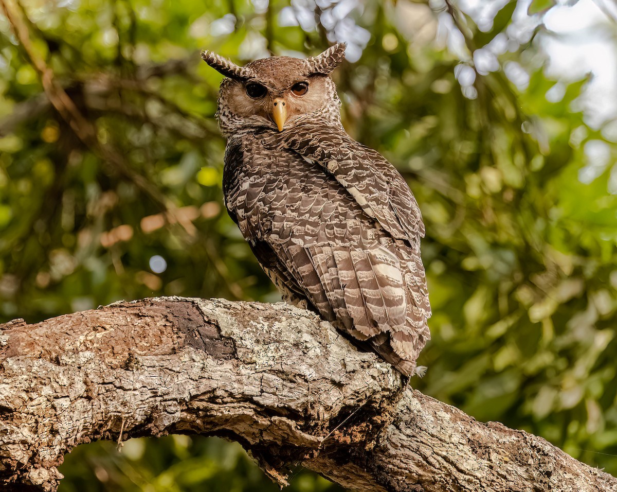 Spot-bellied Eagle-Owl - ML609010110