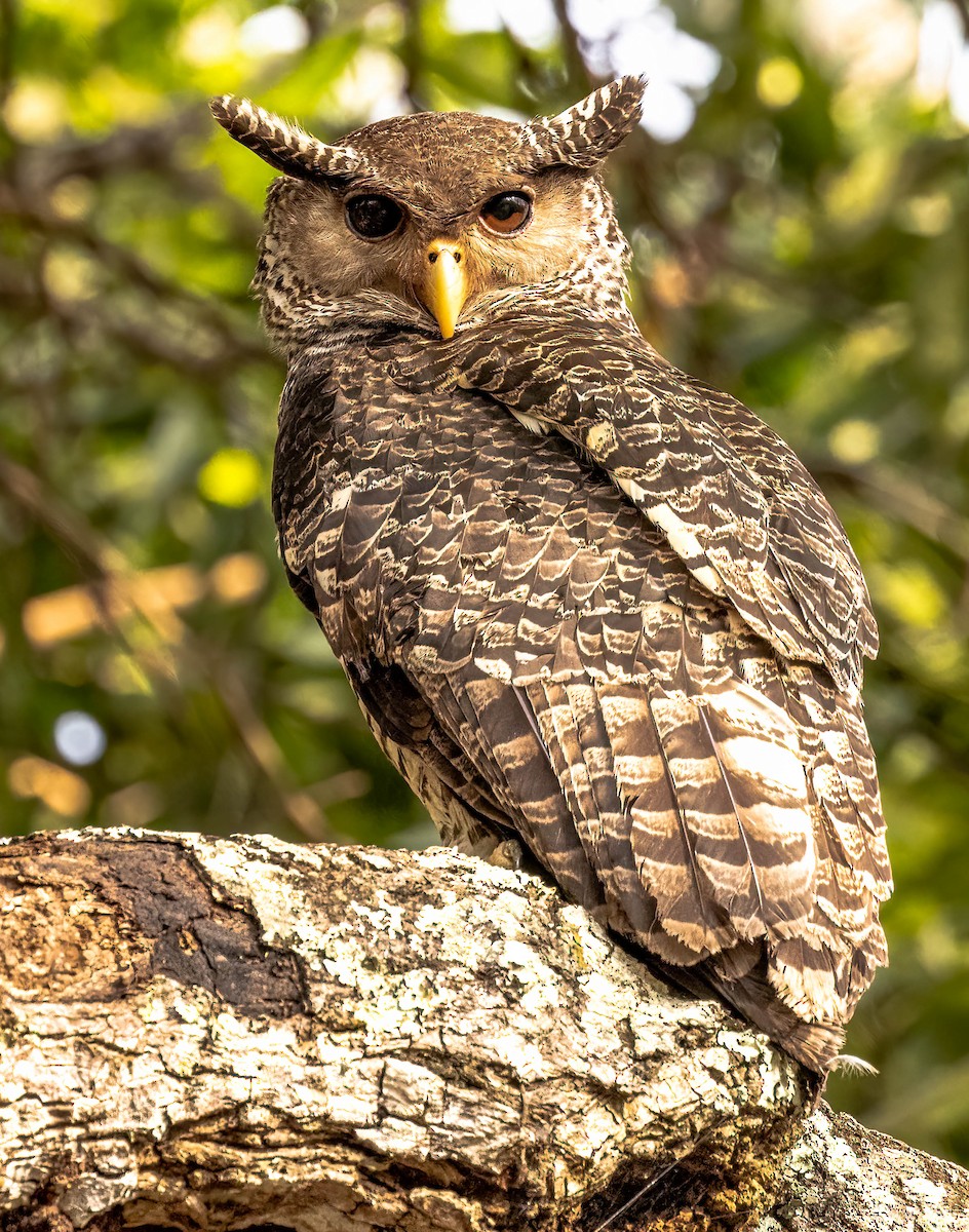 Spot-bellied Eagle-Owl - ML609010113