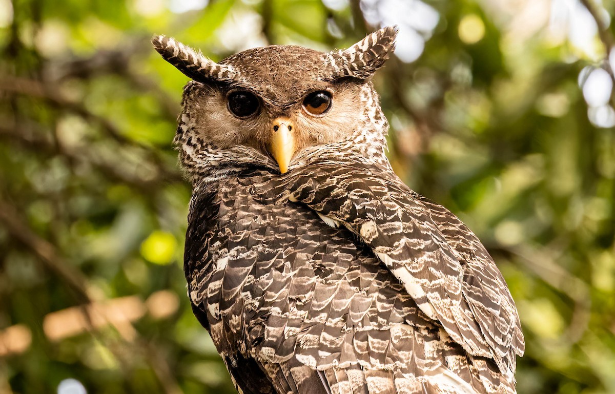 Spot-bellied Eagle-Owl - ML609010117