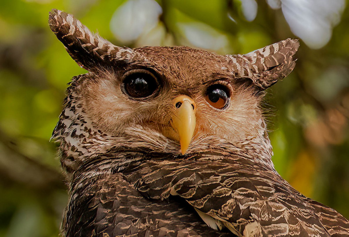 Spot-bellied Eagle-Owl - ML609010118
