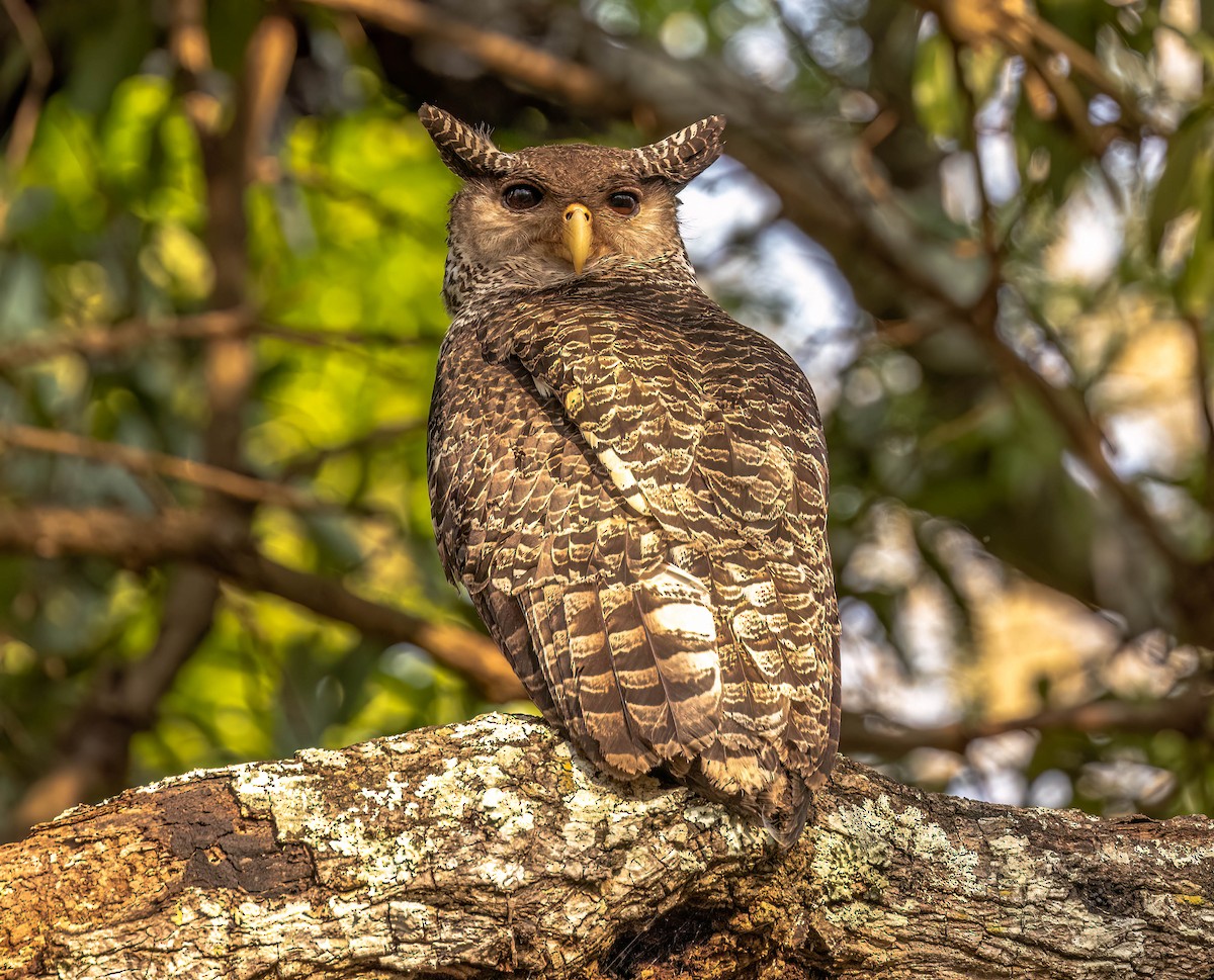 Spot-bellied Eagle-Owl - ML609010121