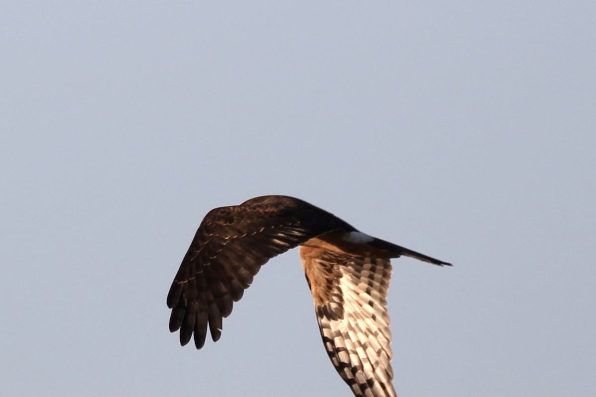 Northern Harrier - ML609010171