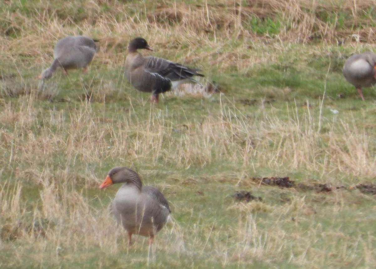 Pink-footed Goose - Mateu Garau