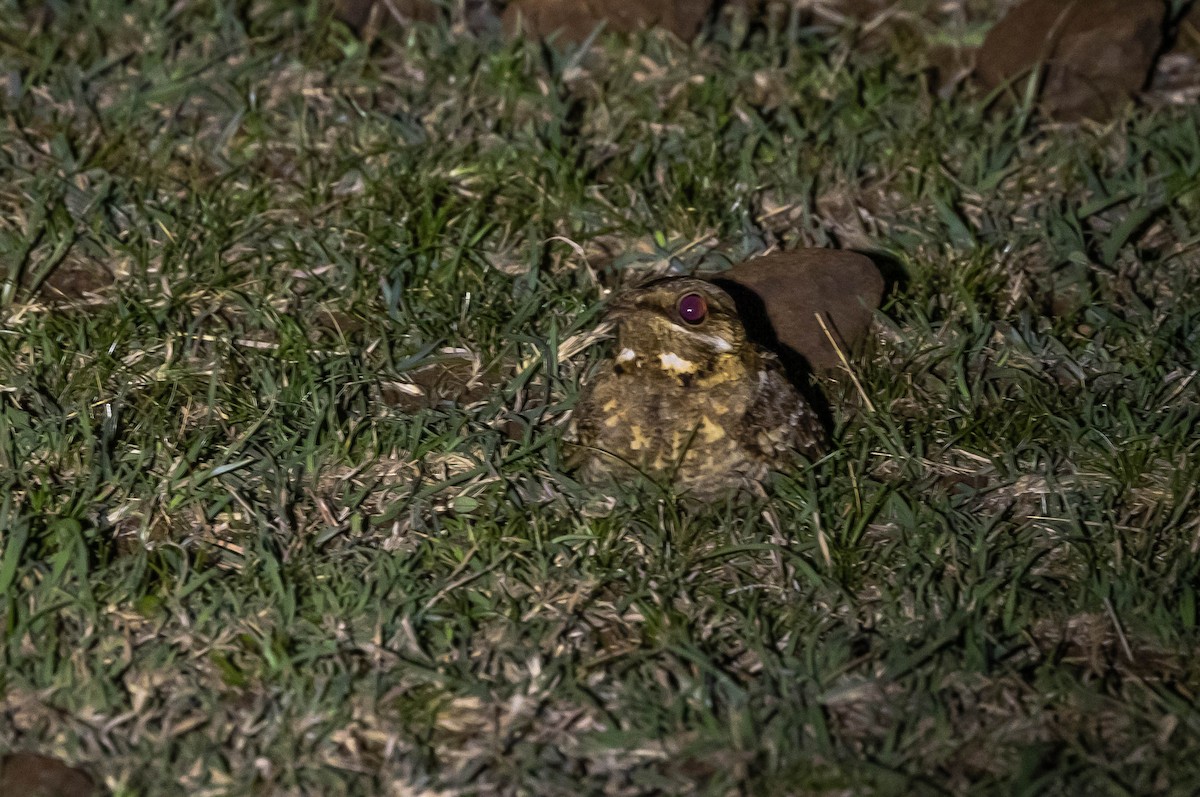 Indian Nightjar - ML609010359