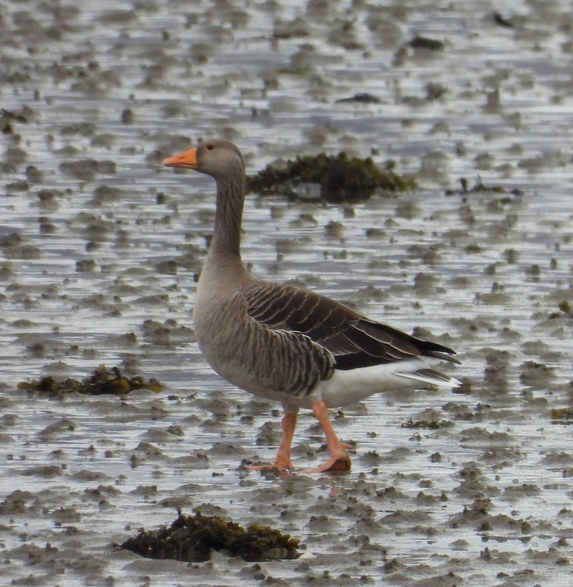 Graylag Goose - Mateu Garau