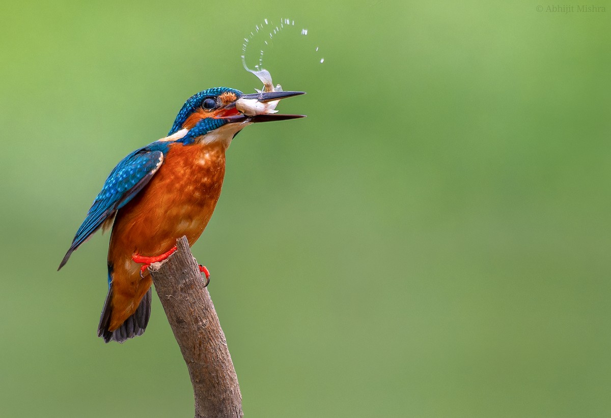 Common Kingfisher - ML609010393